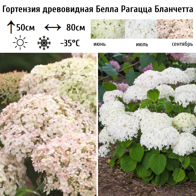 Гортензия древовидная Белла Рагацца Бланчетта