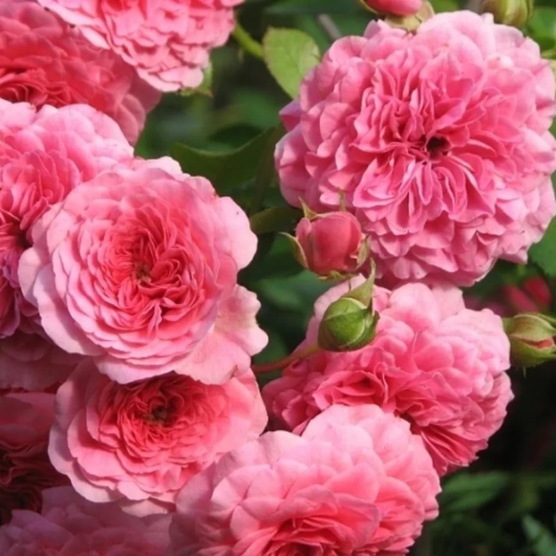 Роза полиантовая Pink Swany