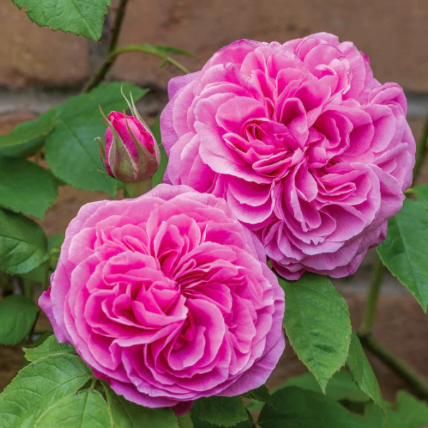 Роза флорибунда D.Austin Gertrude Jekyll