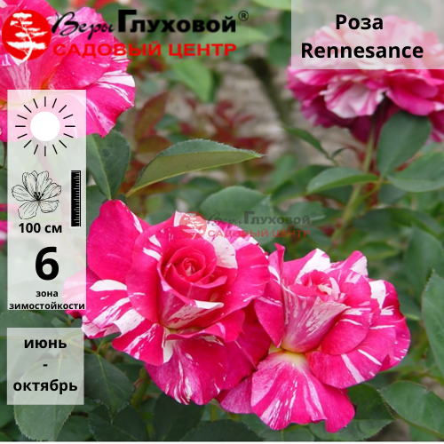 Роза флорибунда Renaissence