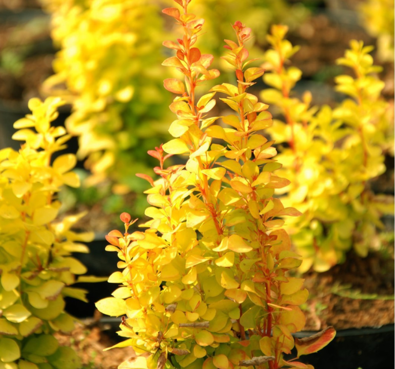 Барбарис Тунберга Еллоу Берд