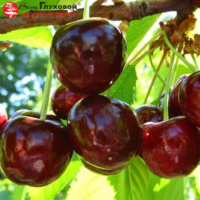 Черешня Ярославна