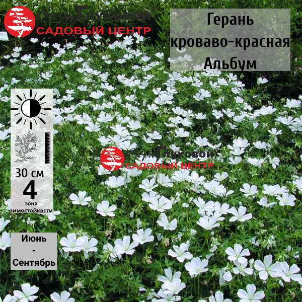 Герань кроваво-красная Альбум