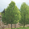 Липа мелколистная (Tilia cordata) Гринспайер 200-250 С25 РСав/25