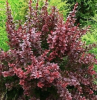 Барбарис Тунберга (Berberis thunbergii) Атропурпурея   С3 СП/23