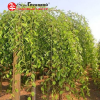 Вяз шершавый (Ulmus glabra) Мауро 12/14 С65 БАпп/25