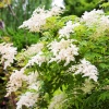Рябинник рябинолистный (Sorbaria sorbifolia) С7,5 БАл/24